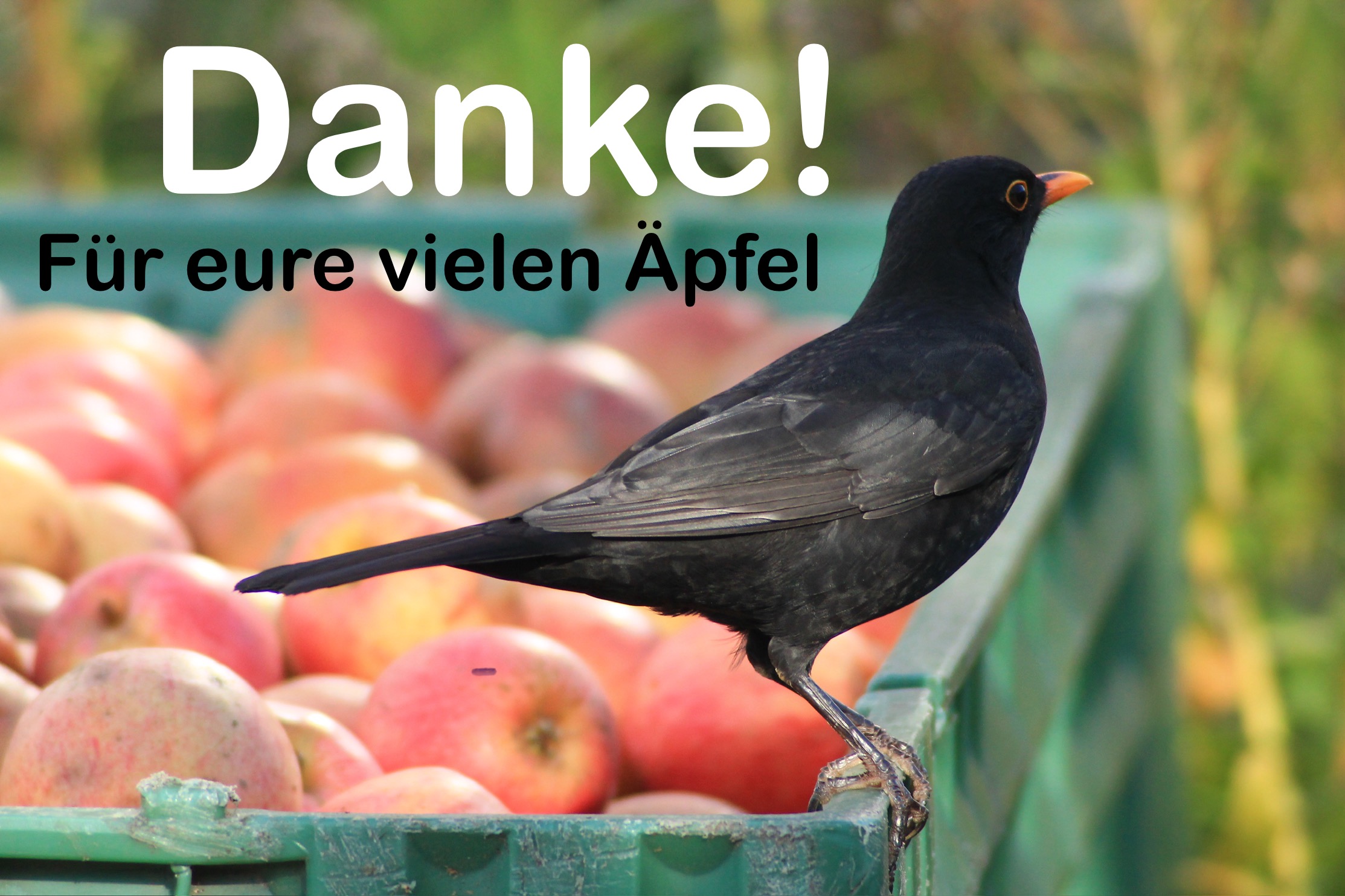 Amsel Danke Obstannahme 2024